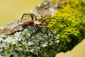 Linothele is a genus of South American curtain web spiders that was first described by Ferdinand Karsch in 1879