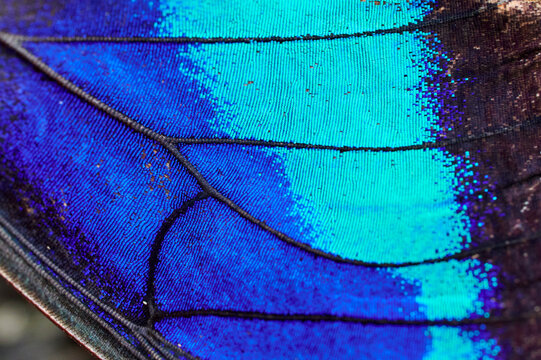 Nahaufnahme eines ge&ouml;ffneten Fl&uuml;gels eines Blauen Morphofalter Schmetterlings