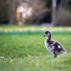 Waterbird chick egyptian goose (Alopochen aegyptiacus, Nilgans) on a green meadow. Yellow narcissus flowers depth of field. Side view.