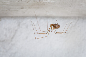 Pholcus phalangioides. Long-legged spider. Female with an abdomen full of eggs.