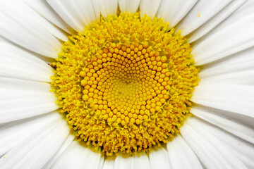 Detail of a flower composed of daisy. Chrysanthemum.