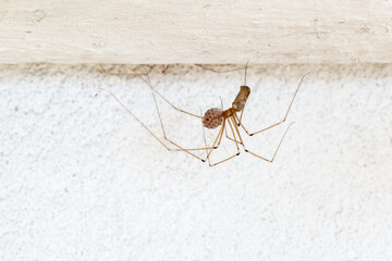 Female long-legged spider protecting her eggs. Pholcus phalangioides.