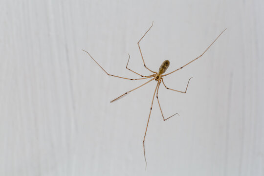 Pholcus phalangioides. Long legs spider, male.