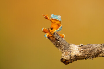 Cruziohyla craspedopus, the fringed leaf frog or fringed tree frog. It is found in the Amazonian lowlands in Brazil, Colombia, Ecuador, and Peru, and possibly in Bolivia