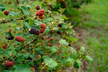 blackberry bush in the forest