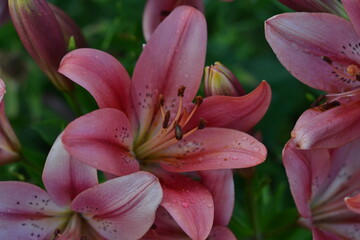 pink lily flower