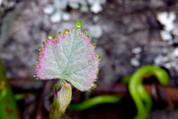 Waterdrop Grapeleaf 04