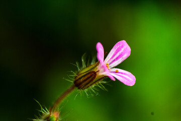 open flower