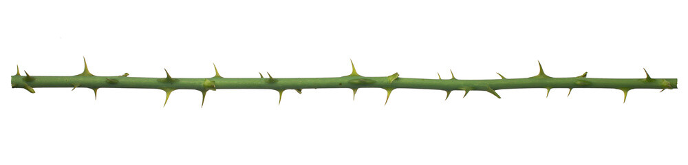 Rose branch. Branch with thorns isolated on a white background. - obrazy, fototapety, plakaty