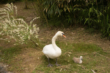 Family of swans. Mother and baby at shoreline in nature. Swan family with chicks in the nature