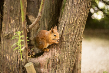 Eurasian red squirrel eating on the tree