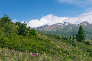 Altai mountains, meadow with flowers and blue sky.