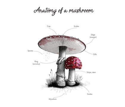 anatomy parts of mushroom, cap, spores, ring, mycelium, scales, steam, gills. concept of home school education for children. hand drawn vector illustration in sketch style