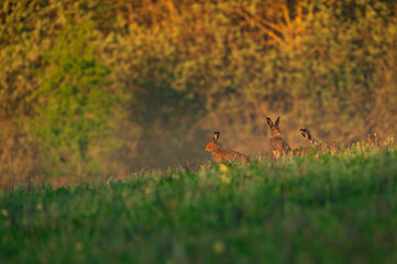 Early morning with sunrise light in forest, three wild hares in foreground