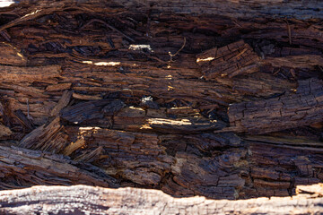 rotten wood. brown, old texture. close-up. background