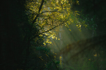 Green wet forest in the morning during sunrise with sun rays