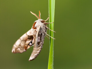 Smerinthus ocellatus, the eyed hawk-moth, is a European moth of the family Sphingidae. They are displayed when the moth feels threatened, and may startle a potential predator
