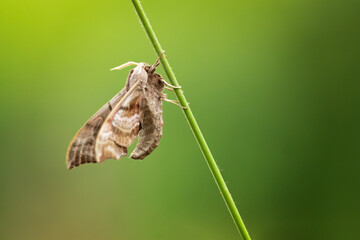 Smerinthus ocellatus, the eyed hawk-moth, is a European moth of the family Sphingidae. They are displayed when the moth feels threatened, and may startle a potential predator