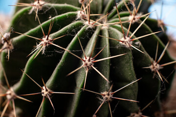 Cactus needles close up. Floral background.