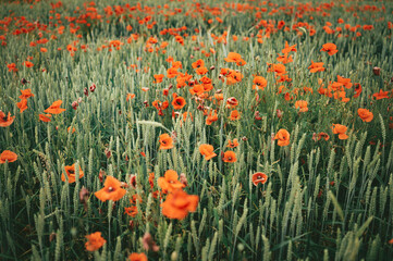 Poppy field during sunny summer day