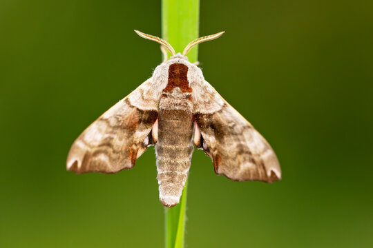 Smerinthus ocellatus, the eyed hawk-moth, is a European moth of the family Sphingidae. They are displayed when the moth feels threatened, and may startle a potential predator