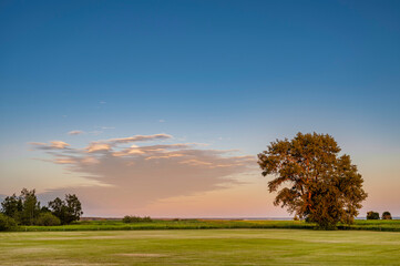 Big trees in parks with green grass and blue sky