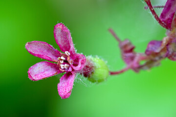Pink Currant Blossom 05