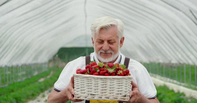 Positive aged gardner smelling sweet strawberries that holding in wicker basket. Ripe seasonal harvest. Cultivation of organic food.