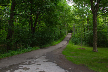 Paved path in a wooded park