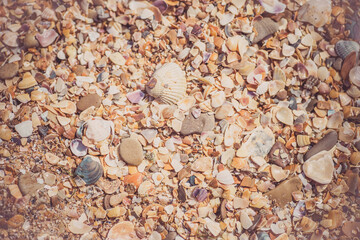 background small shells, shell fragments. Sea Shore many different crushed shells forming a beautiful background pattern.