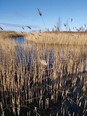 lake, reeds in the wind and a swan