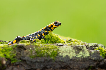 Barred fire salamander. Fire salamanders live in central Europe forests and are more common in...