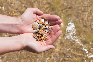 Child's hand holding shells isolated, shells in the background, beach
