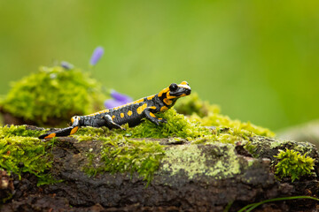 Barred fire salamander. Fire salamanders live in central Europe forests and are more common in...