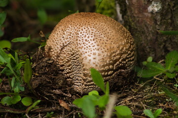 mushroom in the forest