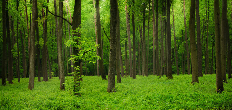 green bamboo forest