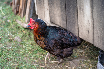 hens in the yard next to the chicken coop