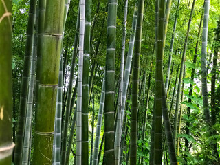 Georgia, Batumi in September: green forest with bamboo trees in city park