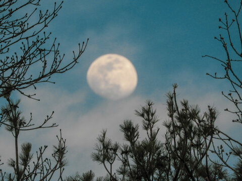 moon and tree © MaryLynn
