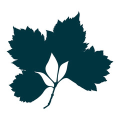 Botanical elm leaves silhouette isolated on white background. Simple cartoon flat style vector illustration.