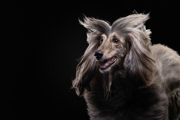 funny portrait of an Afghan hound on a black background. long-haired dog for excellent grooming