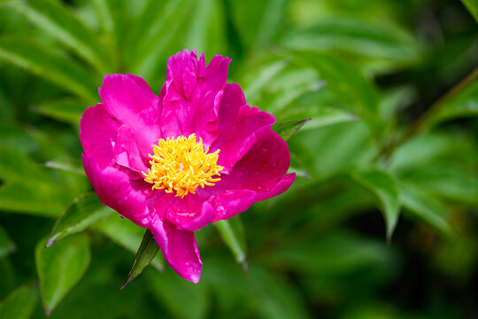 The photo shows several flower strands of a peony