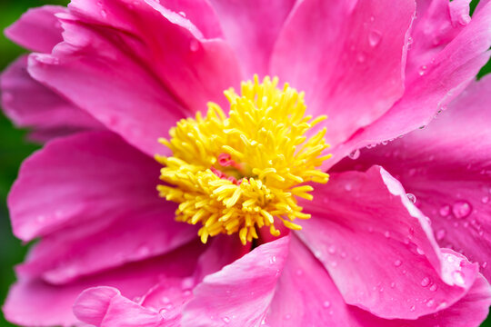 The photo shows a macro shot of the flower of a peony