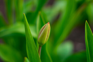 An unopened tulip bud in the garden