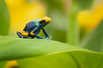 The dyeing dart frog, dyeing poison dart frog, tinc (a nickname given by those in the hobby of...