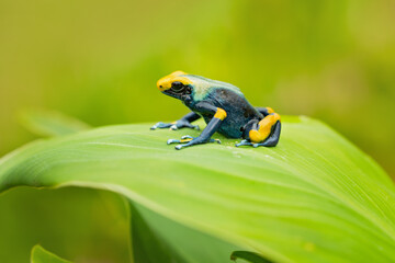 The dyeing dart frog, dyeing poison dart frog, tinc (a nickname given by those in the hobby of keeping dart frogs), or dyeing poison frog (Dendrobates tinctorius) is a species of poison dart frog