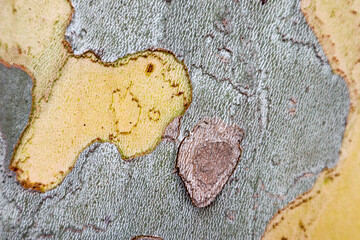 beautiful background of Platanus orientalis, the Old World sycamore or Oriental plane tree trunk without bark close up view