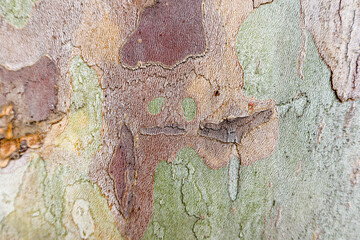 beautiful background of Platanus orientalis, the Old World sycamore or Oriental plane tree trunk without bark close up view