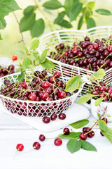 Freshly gathered juicy red cherries  in white metal containers closeup , berries outdoors, in garden in cherry tree background