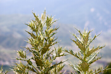 green thorny plant on mountain background
